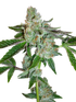 The Cali Connection-Tahoe OG Kush