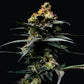 DNA Genetics-The Stinking Rose