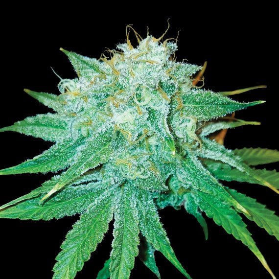 DNA Genetics-The Stinking Rose