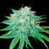 DNA Genetics-The Stinking Rose