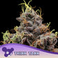 Anesia Seeds-Think Tank