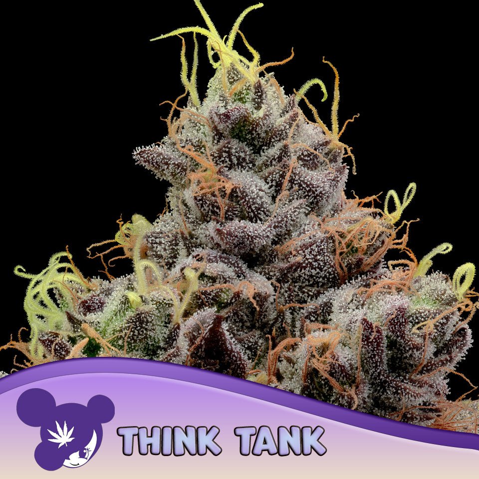 Anesia Seeds-Think Tank