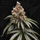 T.H.Seeds-Mona Lisa
