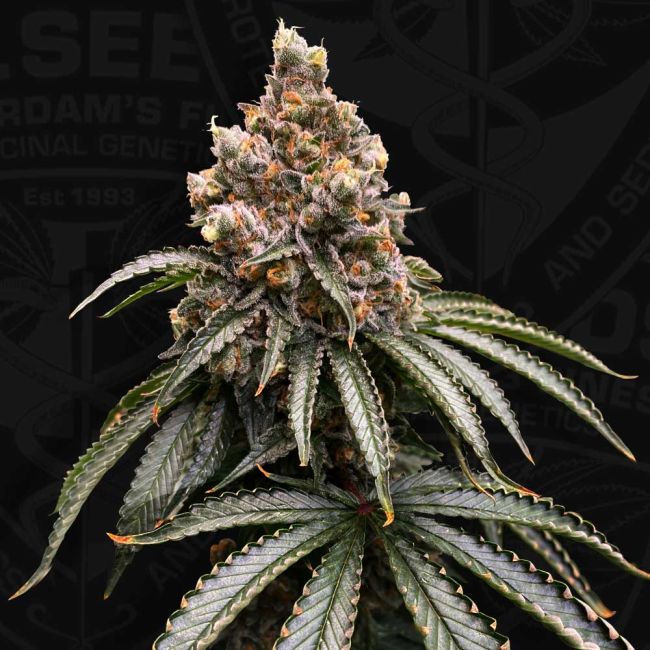 T.H.Seeds-Mona Lisa