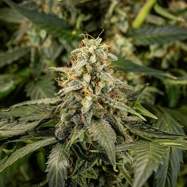 Titan F1 - Cannaseuse - Curated Genetics - Royal Queen Seeds