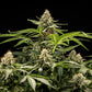 Titan F1 - Cannaseuse - Curated Genetics - Royal Queen Seeds