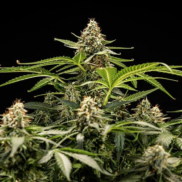 Titan F1 - Cannaseuse - Curated Genetics - Royal Queen Seeds