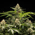 Titan F1 - Cannaseuse - Curated Genetics - Royal Queen Seeds
