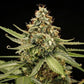 Titan F1 - Cannaseuse - Curated Genetics - Royal Queen Seeds