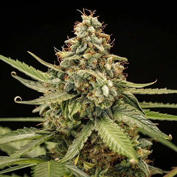 Titan F1 - Cannaseuse - Curated Genetics - Royal Queen Seeds