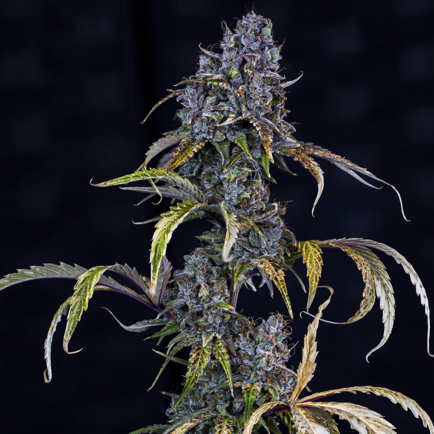 Mephisto Genetics-Toof Decay
