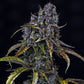 Mephisto Genetics-Toof Decay