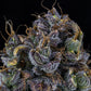 Mephisto Genetics-Toof Decay