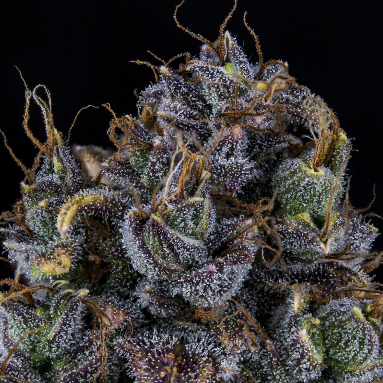 Mephisto Genetics-Toof Decay