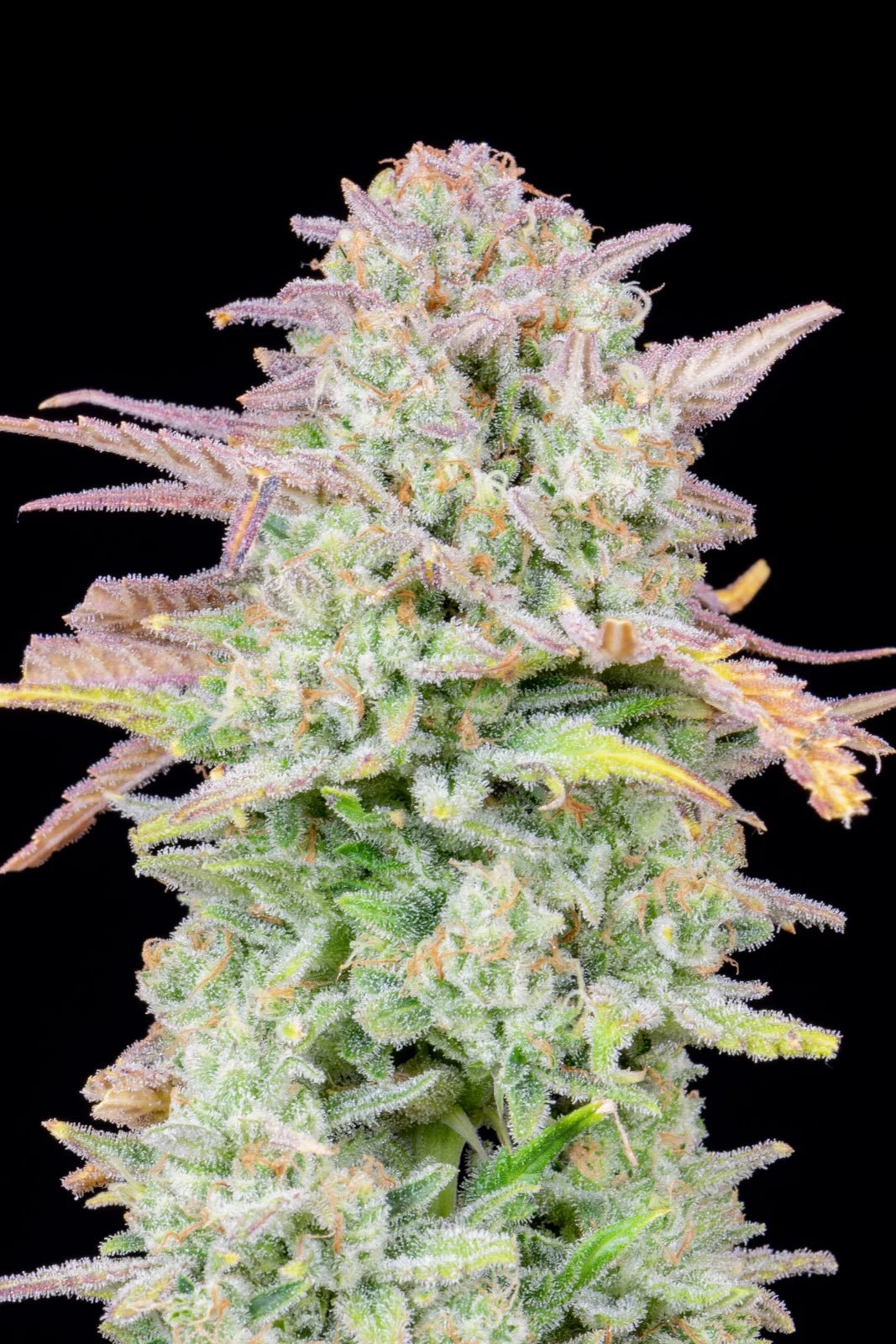 Trainwreck Auto - Cannaseuse - Curated Genetics - 42 Fast Buds