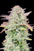 Trainwreck Auto - Cannaseuse - Curated Genetics - 42 Fast Buds