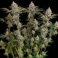 Trainwreck - Cannaseuse - Curated Genetics - Royal Queen Seeds