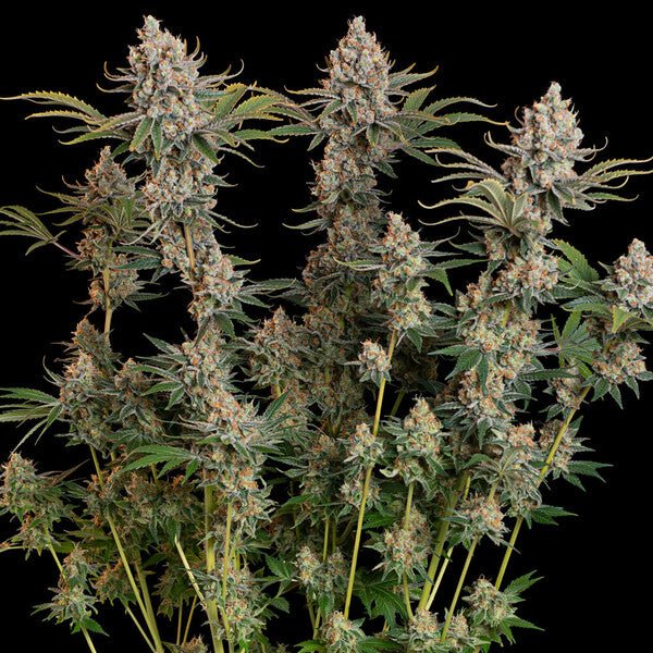 Trainwreck - Cannaseuse - Curated Genetics - Royal Queen Seeds