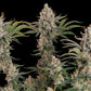 Trainwreck - Cannaseuse - Curated Genetics - Royal Queen Seeds