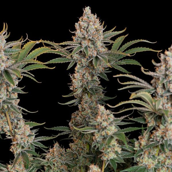 Trainwreck - Cannaseuse - Curated Genetics - Royal Queen Seeds