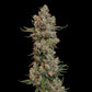 Trainwreck - Cannaseuse - Curated Genetics - Royal Queen Seeds