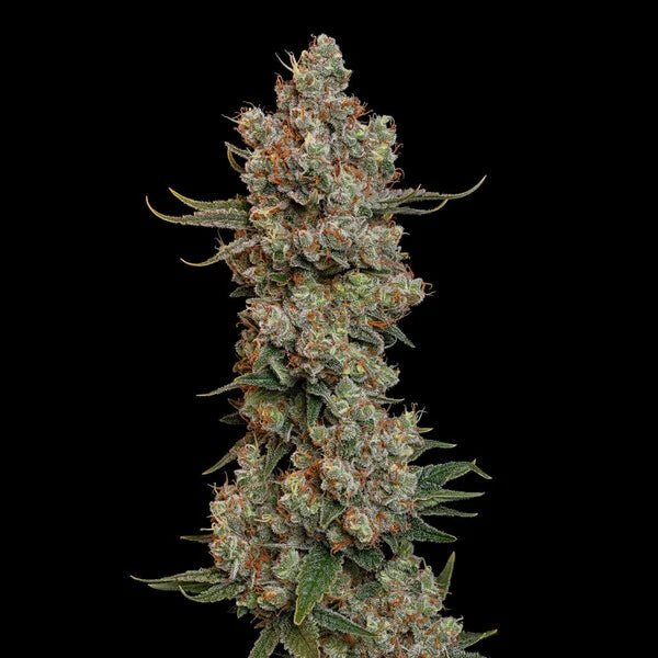 Trainwreck - Cannaseuse - Curated Genetics - Royal Queen Seeds