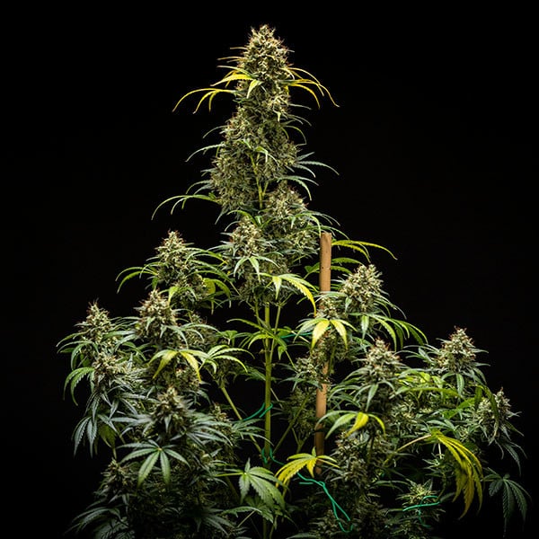 Triple G Auto - Cannaseuse - Curated Genetics - Royal Queen Seeds