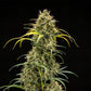 Triple G Auto - Cannaseuse - Curated Genetics - Royal Queen Seeds