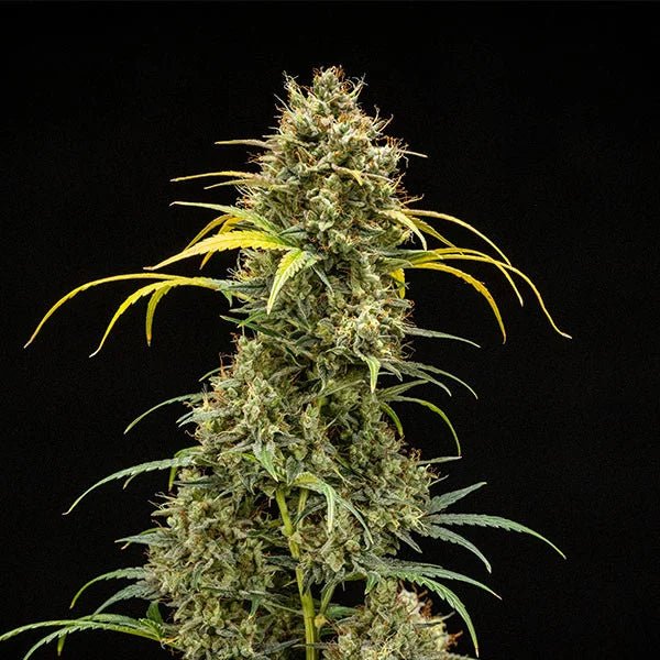 Triple G Auto - Cannaseuse - Curated Genetics - Royal Queen Seeds