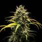 Triple G Auto - Cannaseuse - Curated Genetics - Royal Queen Seeds