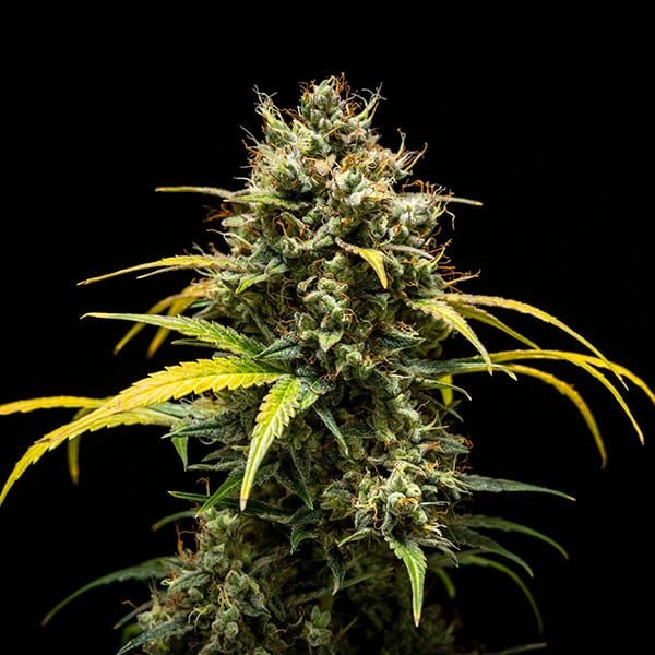 Triple G Auto - Cannaseuse - Curated Genetics - Royal Queen Seeds
