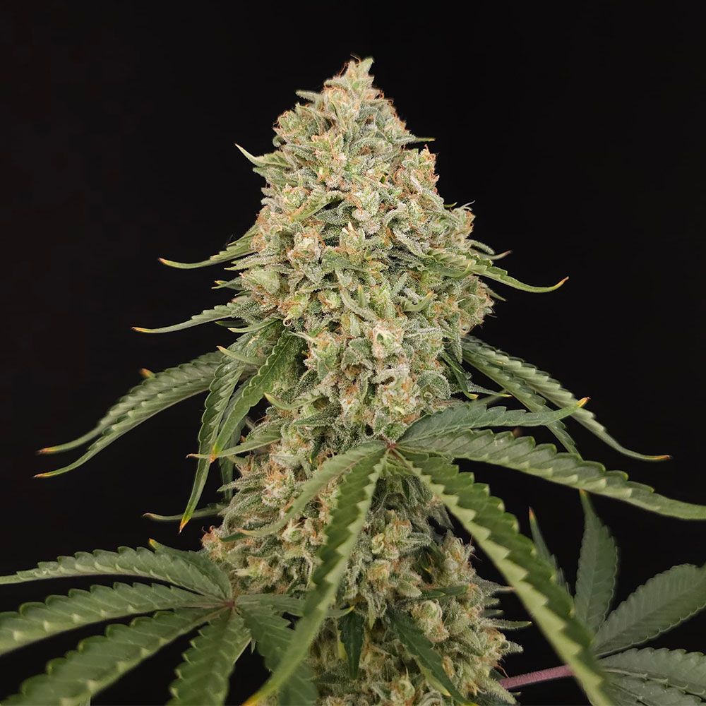 Paradise Seeds-Tropical Fruit Cake