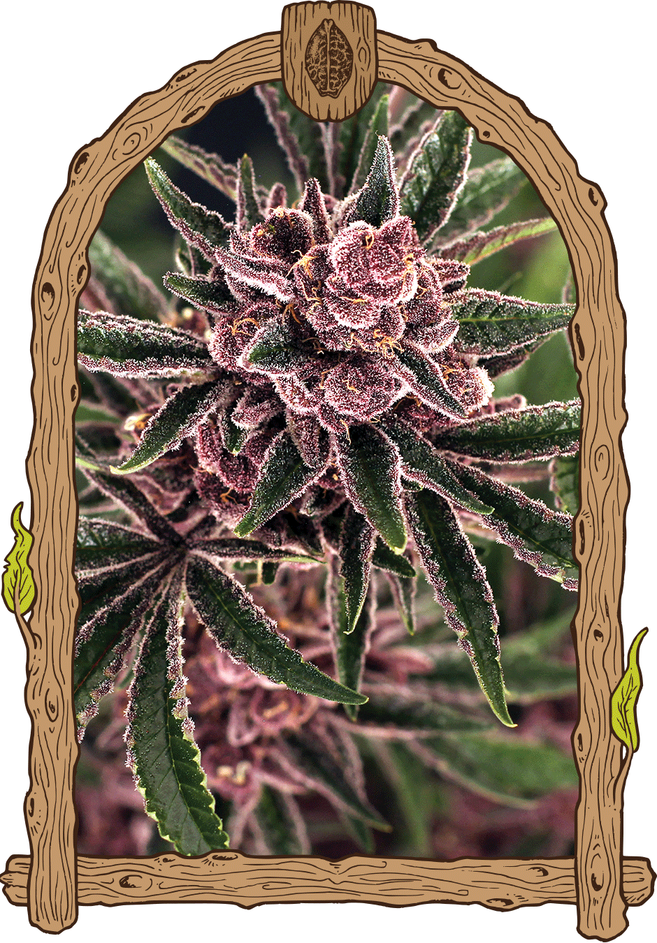 Exotic Seed-Tropical Fuel
