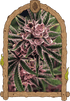 Exotic Seed-Tropical Fuel