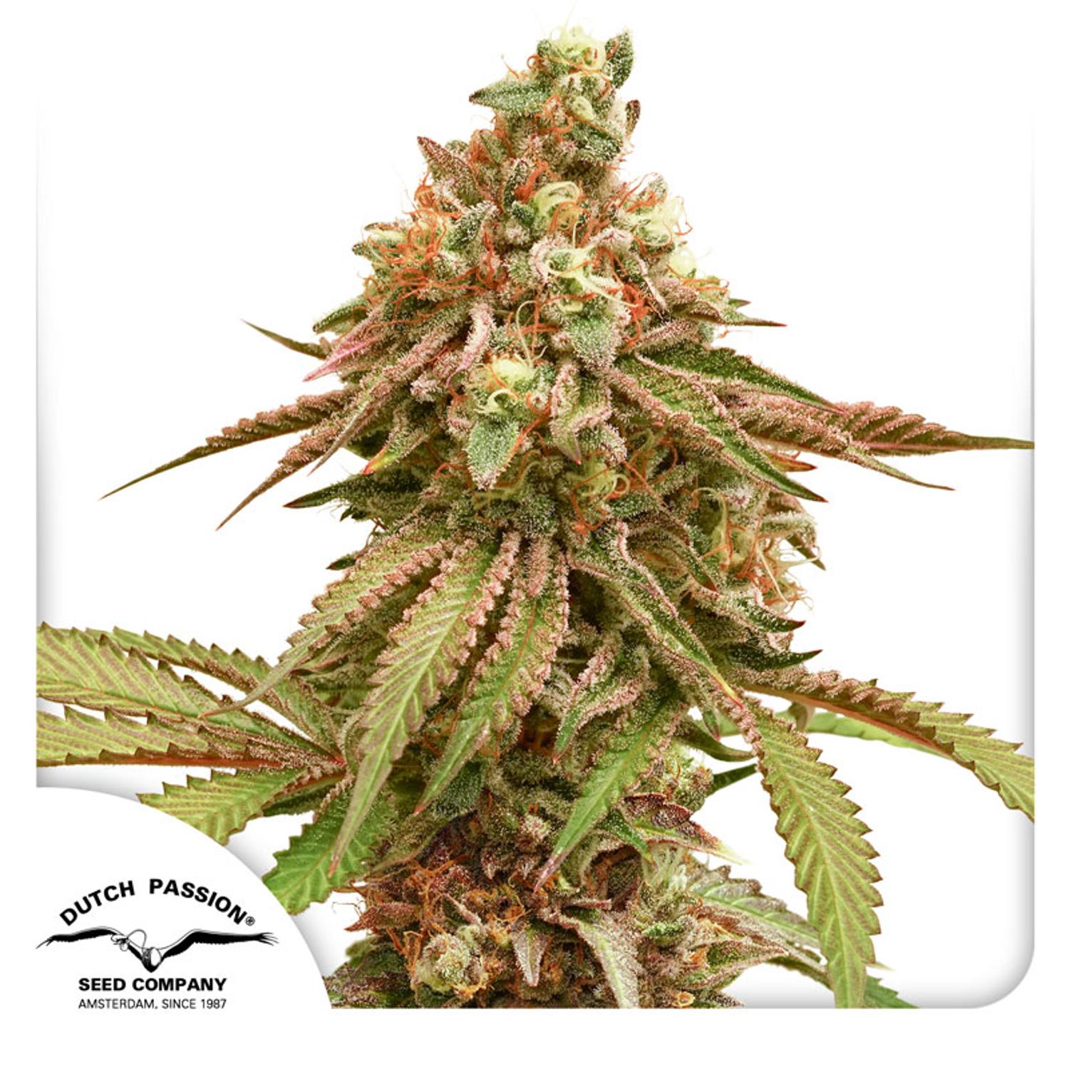 Dutch Passion-Tropical Tangie