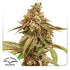 Dutch Passion-Tropical Tangie