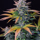 Tropicana Cookies Auto - 42 Fast Buds