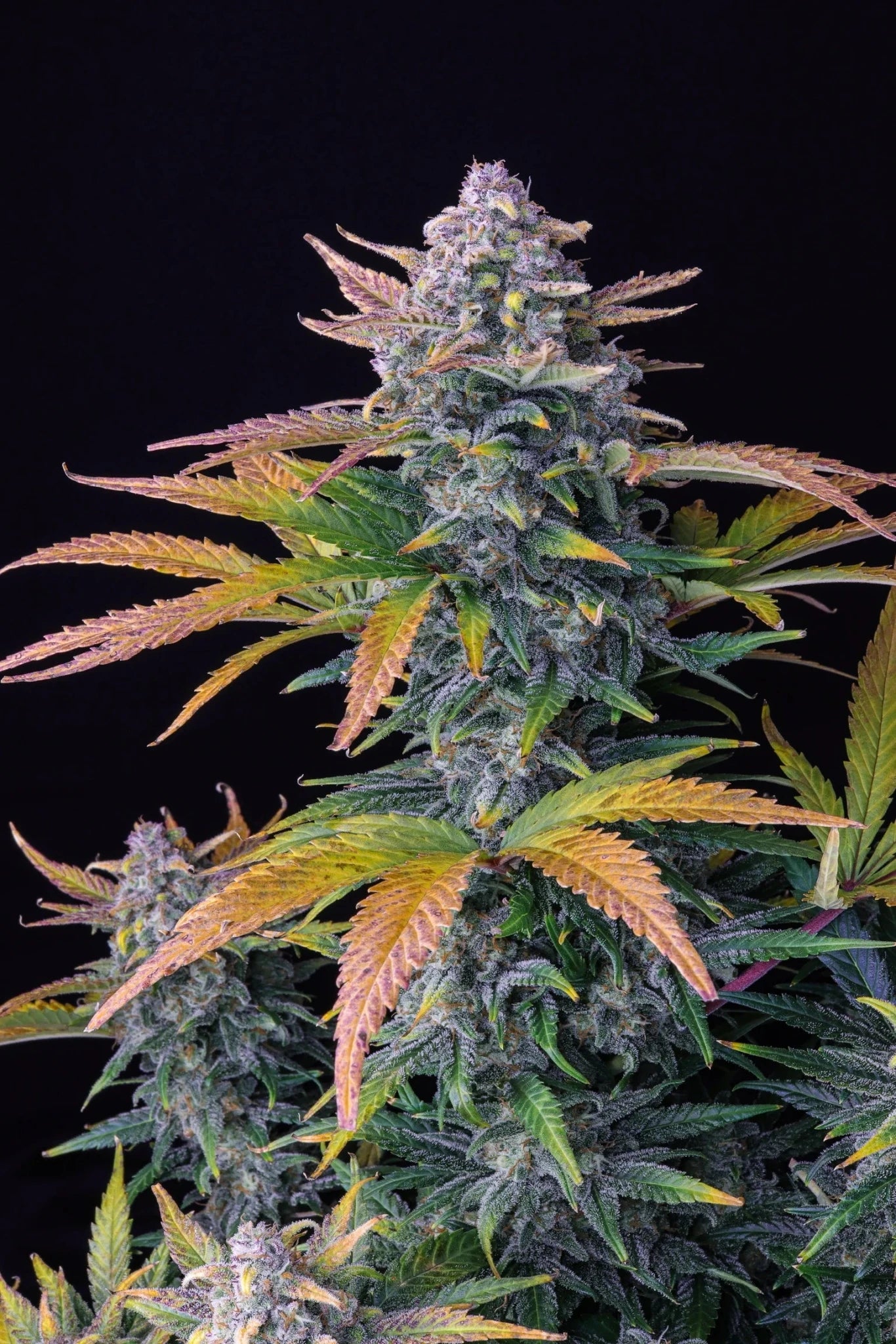 Tropicana Cookies Auto - 42 Fast Buds