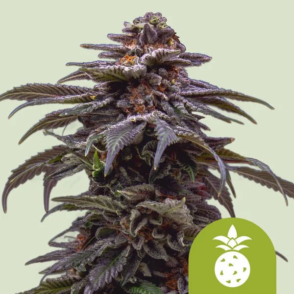 Tropicana Cookies Purple Auto - Cannaseuse - Curated Genetics - Royal Queen Seeds