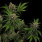 Tropicana Cookies Purple - Cannaseuse - Curated Genetics - Royal Queen Seeds