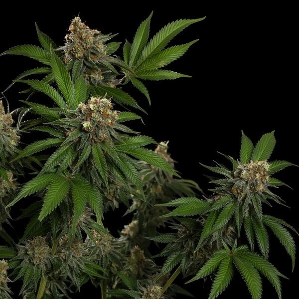 Tropicana Cookies Purple - Cannaseuse - Curated Genetics - Royal Queen Seeds