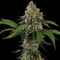 Tropicana Cookies Purple - Cannaseuse - Curated Genetics - Royal Queen Seeds