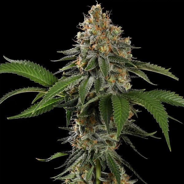 Tropicana Cookies Purple - Cannaseuse - Curated Genetics - Royal Queen Seeds