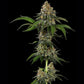 Tropicana Cookies Purple - Cannaseuse - Curated Genetics - Royal Queen Seeds