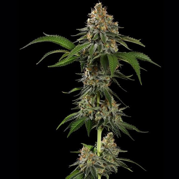 Tropicana Cookies Purple - Cannaseuse - Curated Genetics - Royal Queen Seeds