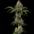 Tropicana Cookies Purple - Cannaseuse - Curated Genetics - Royal Queen Seeds