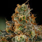Tropicana Cookies Purple - Cannaseuse - Curated Genetics - Royal Queen Seeds