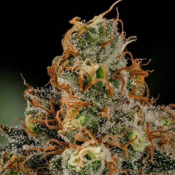 Tropicana Cookies Purple - Cannaseuse - Curated Genetics - Royal Queen Seeds