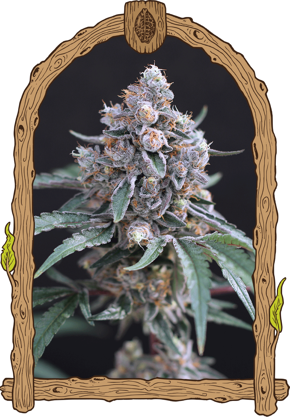 Exotic Seed-Turbo Junky