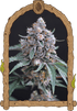 Exotic Seed-Turbo Junky